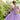 A Morilee Vizcaya Quinceañera Dress. Available in purple, pink, and gold.