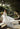 Frances Wedding Dress Morilee