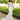 Fabrizia Wedding Dress Morilee