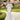 Floriana Wedding Dress Morilee