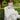 Penelope Wedding Dress Morilee