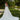 Penelope Wedding Dress Morilee