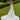 Persephone Wedding Dress Morilee