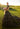 Sarah Wedding Dress Morilee