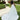 Nora Wedding Dress Morilee