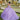 Chantilly Lace and Sparkle Tulle Quinceañera Dress Morilee