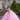 Alicia Quinceañera Dress Morilee