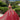 This Vizcaya Collection dress is available in pink, green, and red.