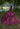 Pleated Shimmer Quinceañera Dress with Three-Dimensional Flowers Morilee